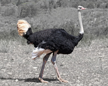 Ein großer Laufvogel